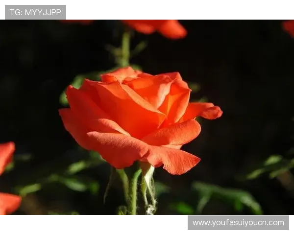 申博娱乐场：安全可靠的娱乐平台，保障您的资金与个人信息安全无忧